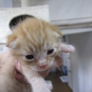 殺処分を免れました　2週齢のかわいい子猫たち（茶トラ） - 猫