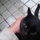 すりすり黒猫ちゃん