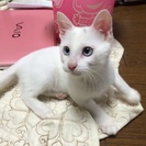青い眼の白猫 7ヶ月