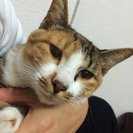 名古屋　なつっこい保護猫　にこちゃんの里親さま募集