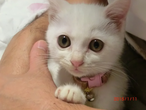 白猫ちゃんを保護しました 雄 Toitoi その他の猫の里親募集 ジモティー