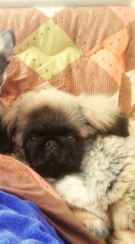 内容 訂正 ペキニーズ １年７ヶ月 Xxx 名古屋のその他の里親募集 ジモティー