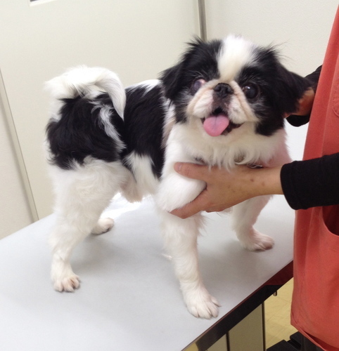 可愛い 元気な狆の男のコ 里親さん募集 てんぺき主 調布の犬の里親募集 ジモティー