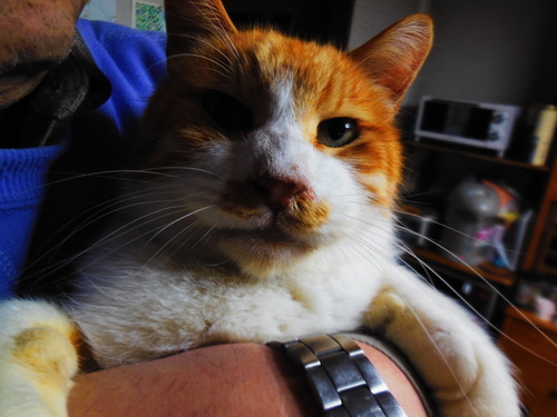 あまったれの茶白おす猫5才6キロ 綾野 鶴ヶ峰の猫の里親募集 ジモティー