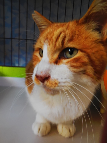 あまったれの茶白おす猫5才6キロ 綾野 鶴ヶ峰の猫の里親募集 ジモティー