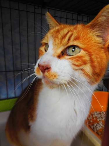 あまったれの茶白おす猫5才6キロ 綾野 鶴ヶ峰の猫の里親募集 ジモティー