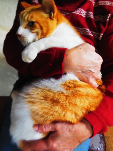 あまったれの茶白おす猫5才6キロ 綾野 鶴ヶ峰の猫の里親募集 ジモティー