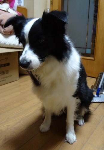 ボーダー コリー成犬 3才 メス里親募集 カホ 府中のその他の里親募集 ジモティー ボーダー コリー成犬 3才 メス里親募集 カホ 府中のその他の里親募集 ジモティー