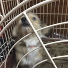 青い目のmix犬です 交渉中