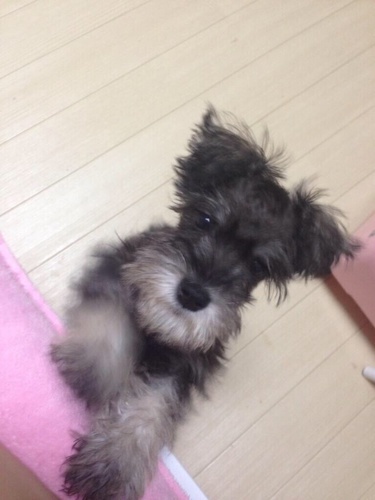 Mシュナウザー オス10ヶ月 里親募集 ぴぃこ 相模原のその他の里親募集 ジモティー