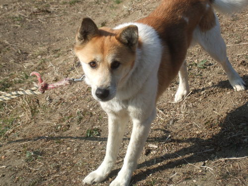 里親さんが見つかりました 中型犬雑種6歳オスよろしくお願いします Yuki64 安房鴨川のその他の里親募集 ジモティー