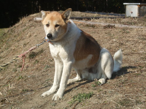 里親さんが見つかりました 中型犬雑種6歳オスよろしくお願いします Yuki64 安房鴨川のその他の里親募集 ジモティー