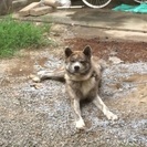 1歳なりたて🎶元気で賢い秋田犬！里親さん募集！の画像