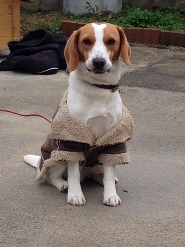 1歳なるビーグル犬の里親を募集しています Leon 端岡のその他の里親募集 ジモティー