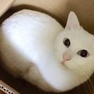 真っ白でブルーアイ、しっぽの長い美猫の「ゆきちゃん」です☆