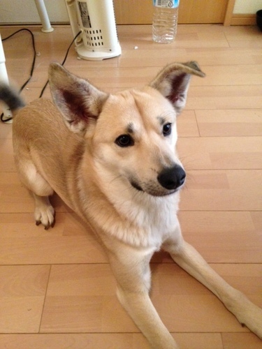 飼い主飼育放棄の為再募集 中型犬mixオスぼくの新しい家族になって下さい はしもとのりこ 山武のその他の里親募集 ジモティー