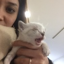 三匹の子猫ちゃん里親募集の画像