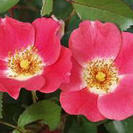 バラ　"ピンク　メイディランド’ ”　鉢植えお譲りします。