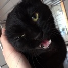 約8ヶ月の黒猫君の画像