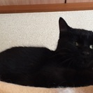 約8ヶ月の黒猫君 - 姫路市