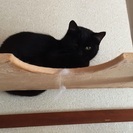 約8ヶ月の黒猫君 - 猫