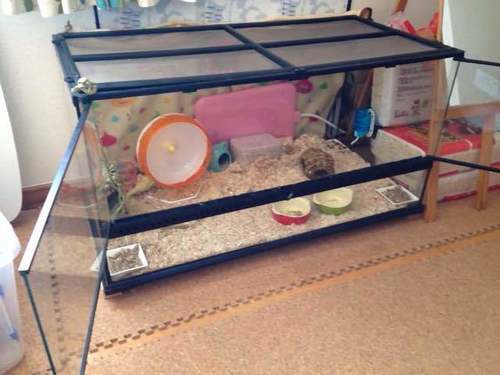 ハムスター飼育に使っていた爬虫類用ゲージあげます。（幅91.5cm×奥46cm×高さ62.5cm） (いえゆか。) 京王堀之内のその他の中古 ... - SliDe IMG 1270