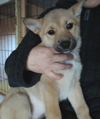 中型犬雑種2ヶ月の女の子 犬猫救済の輪 川崎のその他の里親募集 ジモティー