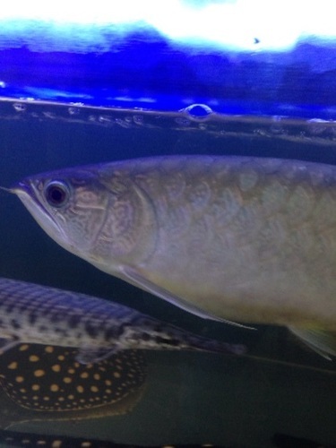熱帯魚《チタニウムゴールデン》
