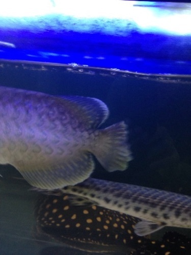 熱帯魚《チタニウムゴールデン》