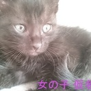 黒猫子猫オス、メス、生後一ヶ月～二ヶ月位