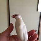 文鳥♀かわいがってくれる方♪