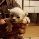 三匹の子猫ちゃん里親さん募集 - 藤沢市