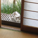 この子の里親になりませんか。 一月生まれの臆病な子猫です。 − 埼玉県
