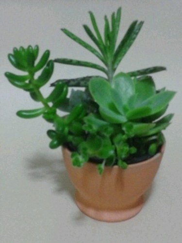きまぐれ多肉植物５～６種の寄せ植え　苔玉も出品中！値引き交渉OK！