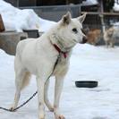 里親募集！大型犬/ミックスの画像