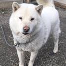 里親募集！北海道犬