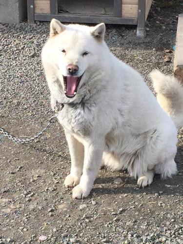 里親募集 北海道犬 Browncocoa 札幌のその他の里親募集 ジモティー