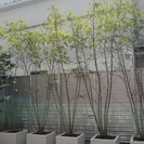 シマトネリコの鉢植え(2.5m程の高木です)