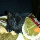 3月１４日生まれの黒猫ちゃん。女の子です。