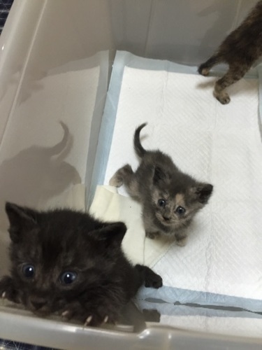 荒地のやぶに捨てられた3子猫 はなざぇもん 名古屋の猫の里親募集 ジモティー 荒地のやぶに捨てられた3子猫 はなざぇもん 名古屋の猫の里親募集 ジモティー