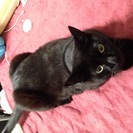 [急募]4歳の黒猫♂「くぅ」の画像