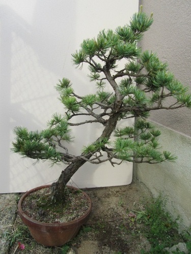 【盆栽】五葉松◆高さ約90cm◆鉢◆③