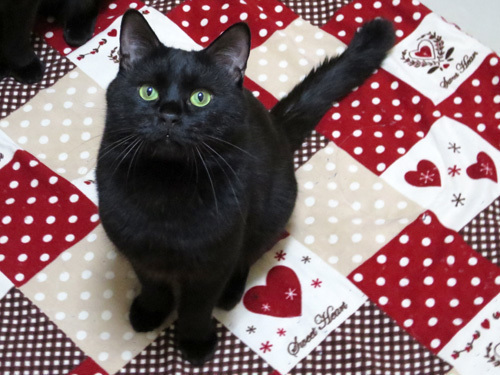 ぽっちゃりシルエットにおっとりした性格の甘えた黒猫くん サポーターじろこ 膳所の猫の里親募集 ジモティー ぽっちゃりシルエットにおっとりした性格の甘えた黒猫くん サポーターじろこ 膳所の猫の里親募集 ジモティー
