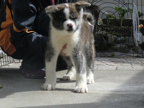 秋田犬の仔犬 虎毛のオスです Rikimaru 尾張旭のその他の里親募集 ジモティー