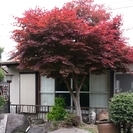 紅葉　格安でお譲りいたします
