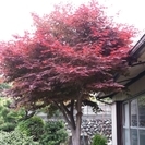 紅葉　格安でお譲りいたします