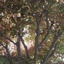 紅葉　格安でお譲りいたします