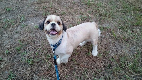 非情に人懐っこい犬です 中型犬 ５歳 ののやま 小野のその他の里親募集 ジモティー