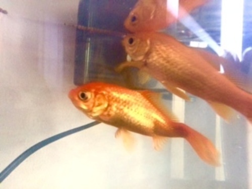 金魚2匹オスとメス水槽一式 Hinata 習志野のその他の里親募集 ジモティー