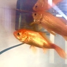 金魚2匹　オスとメス　水槽一式